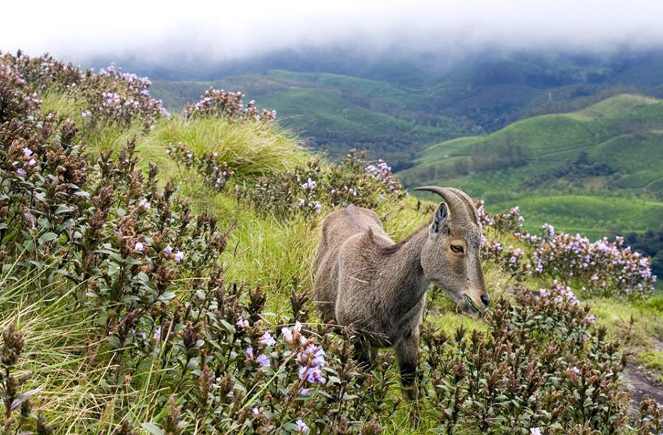 Eravikulam national park holiday packages.